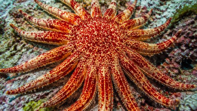 Protecting the Sunflower Sea Star: A Legal Push for Conservation | a1togel zone, cara main judi slot
