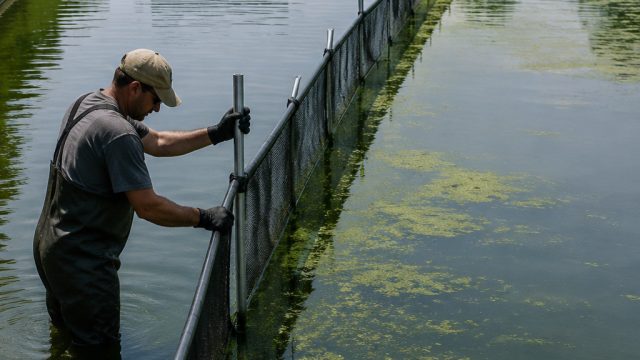 Fencing the Reflection: Algae Battles at Lincoln Memorial Pool | led poker table, slot deposit 50rib